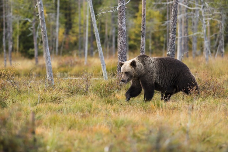 Estonian bears are still recovering from a century-old genetic ...