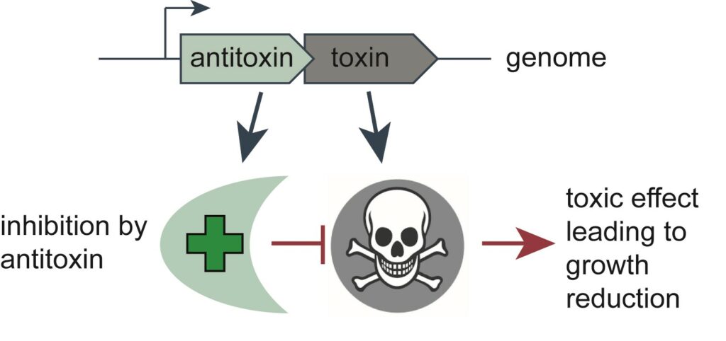 The working principle of toxin-antitoxin systems.