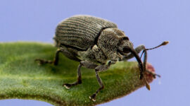 Cabbage Seedpod Weevil. Photo: webpage of the Goverment of Alberta.