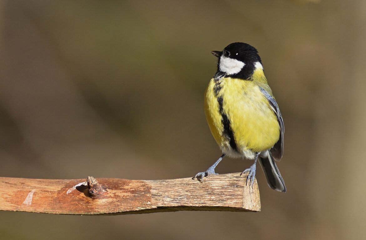 The great tit