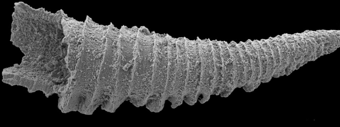 Scanning electron microscope image of Conchicolites parcecostatis new species from from the Kõrgessaare Formation (middle Katian) of Estonia. Source: Olev Vinn