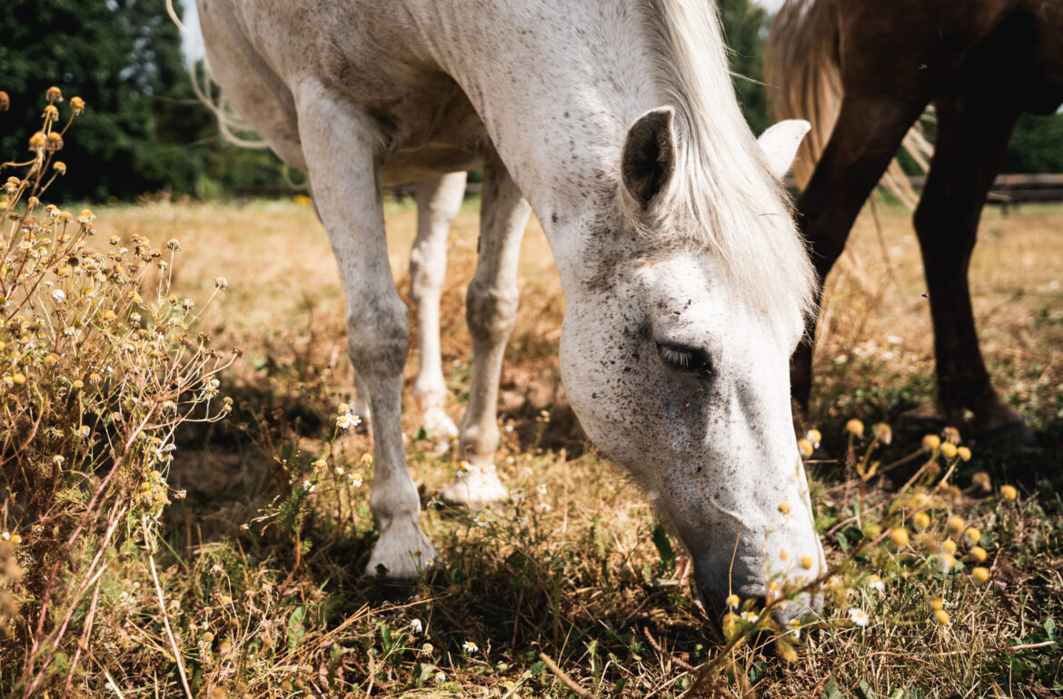 the first big step was to create a cloned horse embryo.