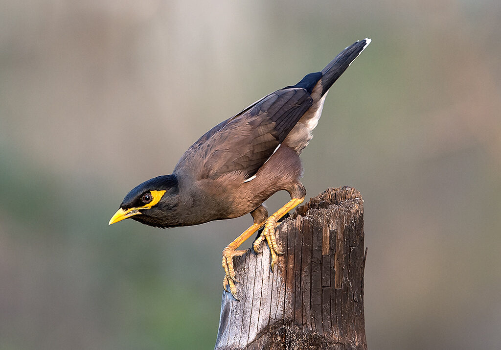 Acridotheres tristis) is widespread and threatens native birds in many areas. / Photo: Koshy Koshy, Flickr.com, CC BY 2.0