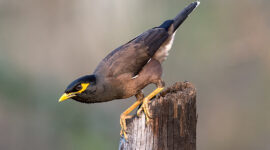 Acridotheres tristis) is widespread and threatens native birds in many areas. / Photo: Koshy Koshy, Flickr.com, CC BY 2.0