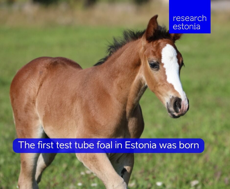 Test tube foal