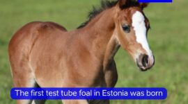 Test tube foal