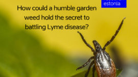 lyme disease