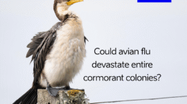 cormorant
