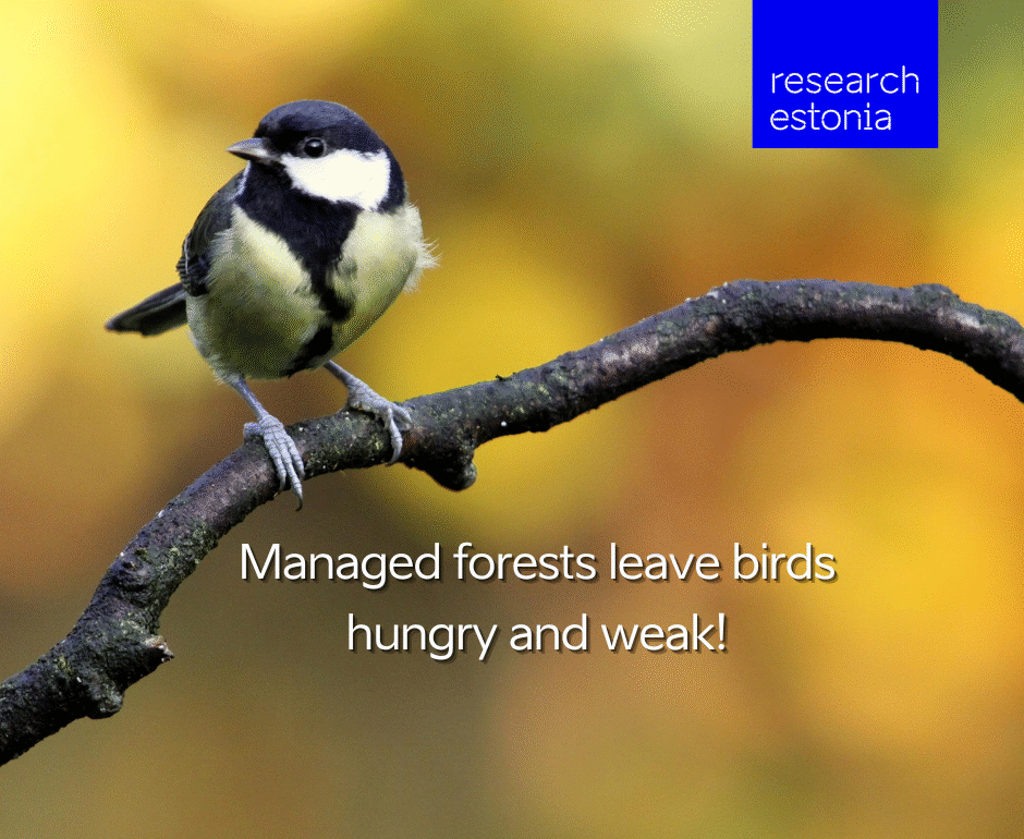 managed forest