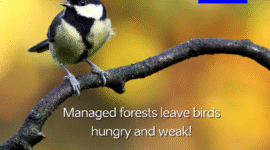 managed forest