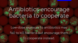 light signal of bacterial clusters in droplets