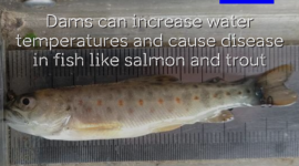 Dead brown trout from Mustoja. Photo: Anti Vasemägi.