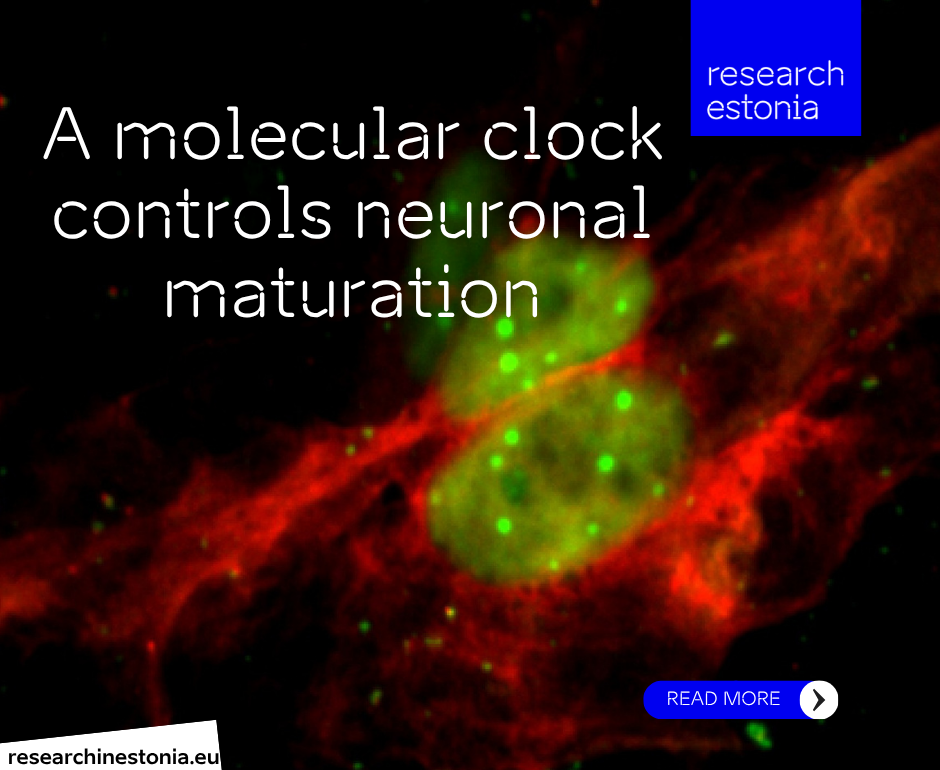 Bivalent neurons. Photo: Eve-Ellen Govek, Rockefeller University
