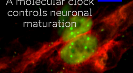 Bivalent neurons. Photo: Eve-Ellen Govek, Rockefeller University