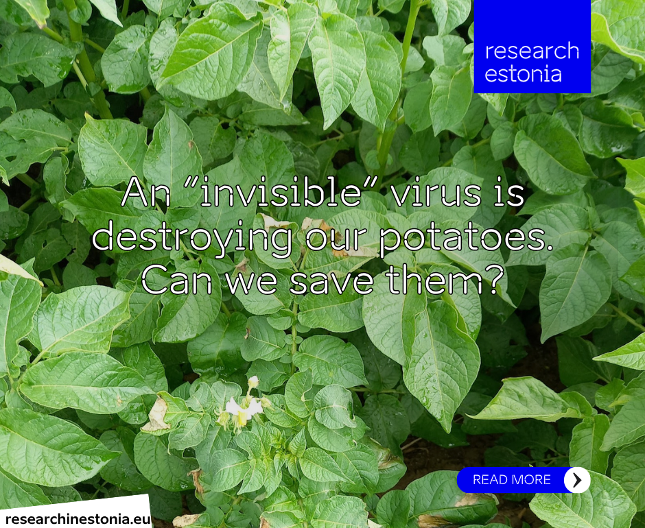 potatoe virus