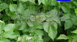 potatoe virus