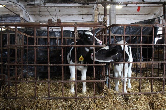 On January 27th the first cow calf in Estonia who's obtained from the OPU technology by grafting the egg from a live animal by extraction, cultivation and embryo transfer method was born. The still nameless calf is on the left. Photo: Andri Küüts