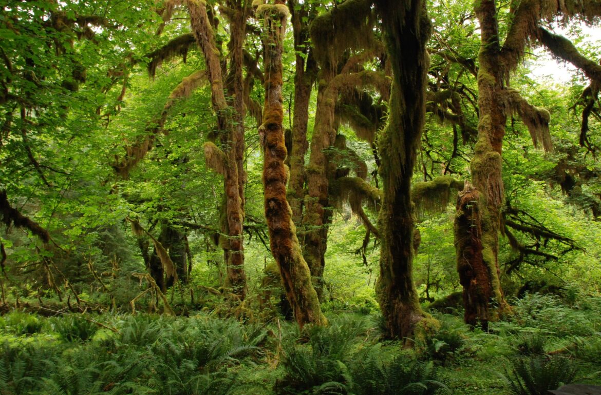 Rainforest. Source: pixabay.com