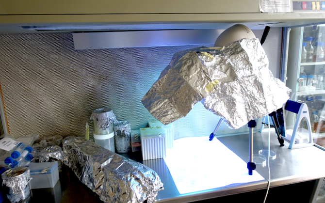 The lamp has a foil cover for reducing the so-called “sunbed effect”. But under the lamp, the surfaces being tested are visible to the scientists.  Author/source: Angela Ivask, NICPB