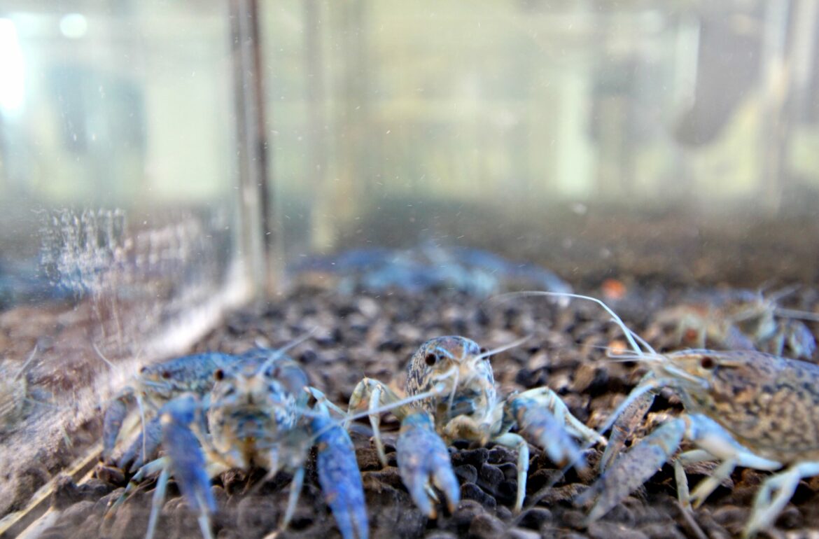 These marbled crayfish are catched from the cooling canal od Narva power plant. Author: Mari-Liis Koemets