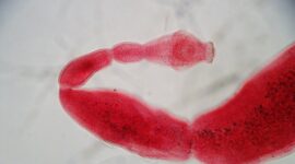 Tapeworm (Echinococcus granulosus). Author/source: Chelsea L. Wood/Flickr