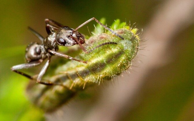 A Formica ant milking sweet nectar from a Plebejus idas caterpillar. Ants are willing to protect butterfly larvae for the sake of this juice. Author/source: Margus Vilbas