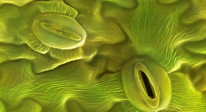 Closed and open stomata on the surface of a plant. Author: PS MicroGraphs