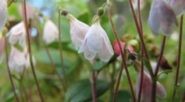 Linnaea borealis, also known as twinflower, was Carl von Linné's favourite plant and is thus named after him. Author/source: CC/Flickr