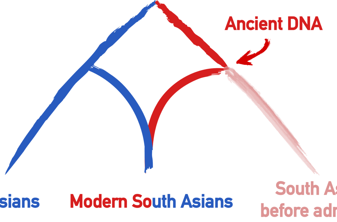 Figure 1. Modern South Asians can be seen as a mixture between former inhabitants of the region (in red) and West Asians (in blue). In this study, modern South Asians have been used to reconstruct the genetic makeup of ancient populations living in South Asia before the admixture event.
Credits: Burak Yelmen