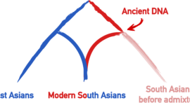 Figure 1. Modern South Asians can be seen as a mixture between former inhabitants of the region (in red) and West Asians (in blue). In this study, modern South Asians have been used to reconstruct the genetic makeup of ancient populations living in South Asia before the admixture event.
Credits: Burak Yelmen