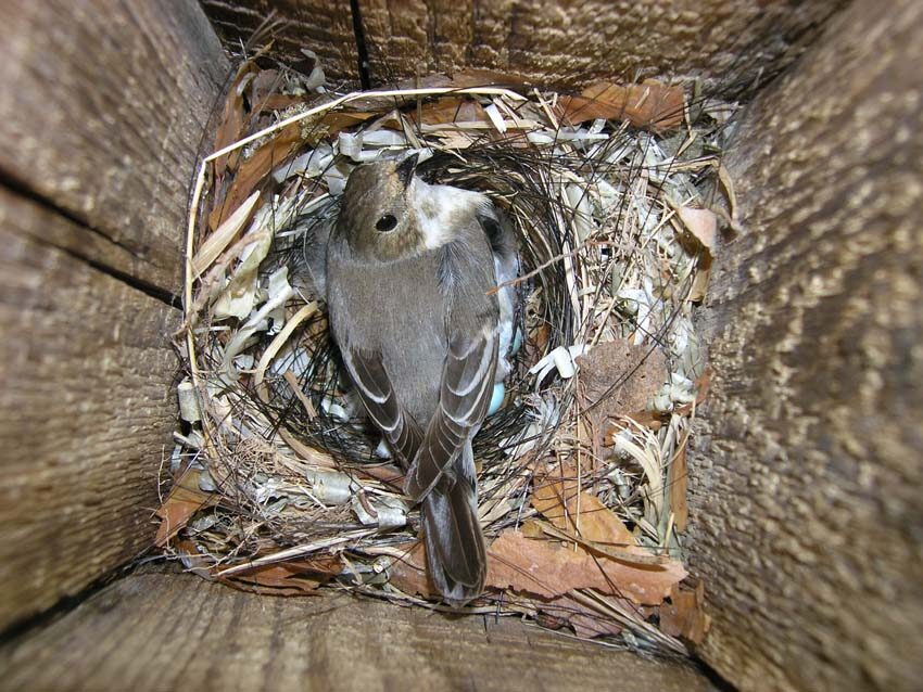 European pied flycatcher (Ficedula hypoleuca) mother in nest. Photo by: Vallo Tilgar.