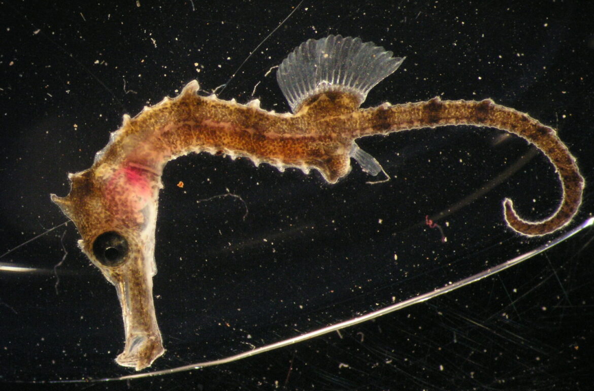 Within two weeks, young seahorses grow to a length of up to a centimetre.