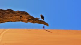 Ornithologists have so far believed that birds do not make any stops when crossing deserts.