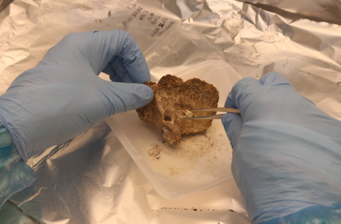 Bone sampling in ancient DNA laboratory in the Institute of Genomics of the University of Tartu.