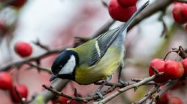 The great tit finds most of the food necessary for the nestlings from the canopies of deciduous trees.