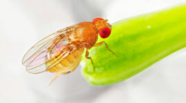 Fruit fly. Photo credit: Alexlky, Shutterstock