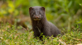 American mink. Photo credit: Shutterstock, An inspiration