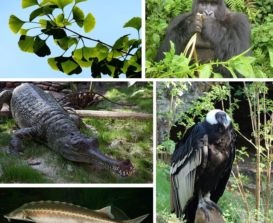 The ginkgo (Ginkgo biloba; photo: Marzena P), the western gorilla (Gorilla gorilla; photo: Philip Kromer), the gharial (Gavialis gangeticus; photo: Jonathan Zander), the European sturgeon (Acipenser sturio; photo: Hans Braxmeier) and the Andean condor (Vultur gryphus; photo: Emilio del Prado) are classified as species in danger of extinction by IUCN. These species exhibit peculiar functional traits such as large size, long lifespan, and late sexual maturity (All photos CC-BY-SA)