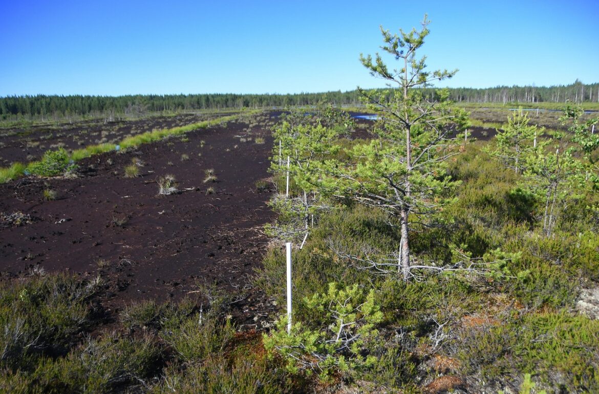 Viru test site using the Canadian peat moss application method (right) and control patch (left) where not used. Photo credit: Tallinn University