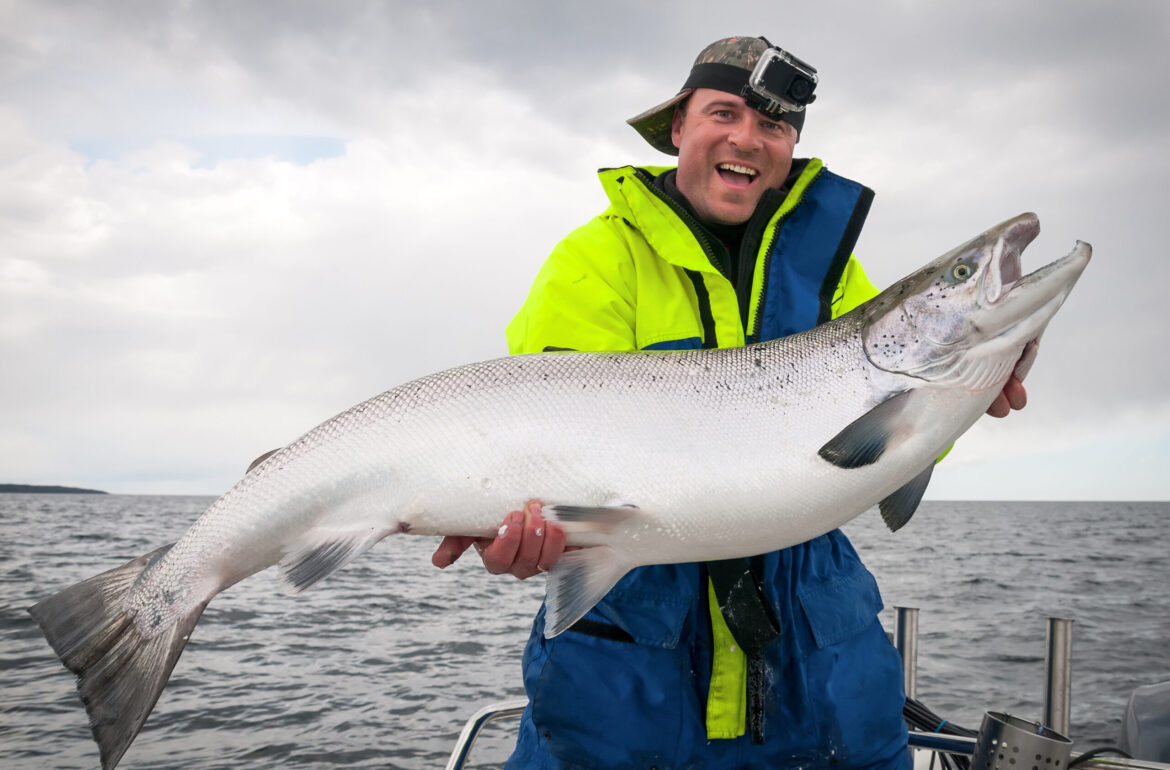 Instead of eating mostly farm-grown salmon, scientists recommend eating smaller fish at the end of the food chain when it comes to the Baltic Sea. Photo credit: Piotr Wawrzyniuk