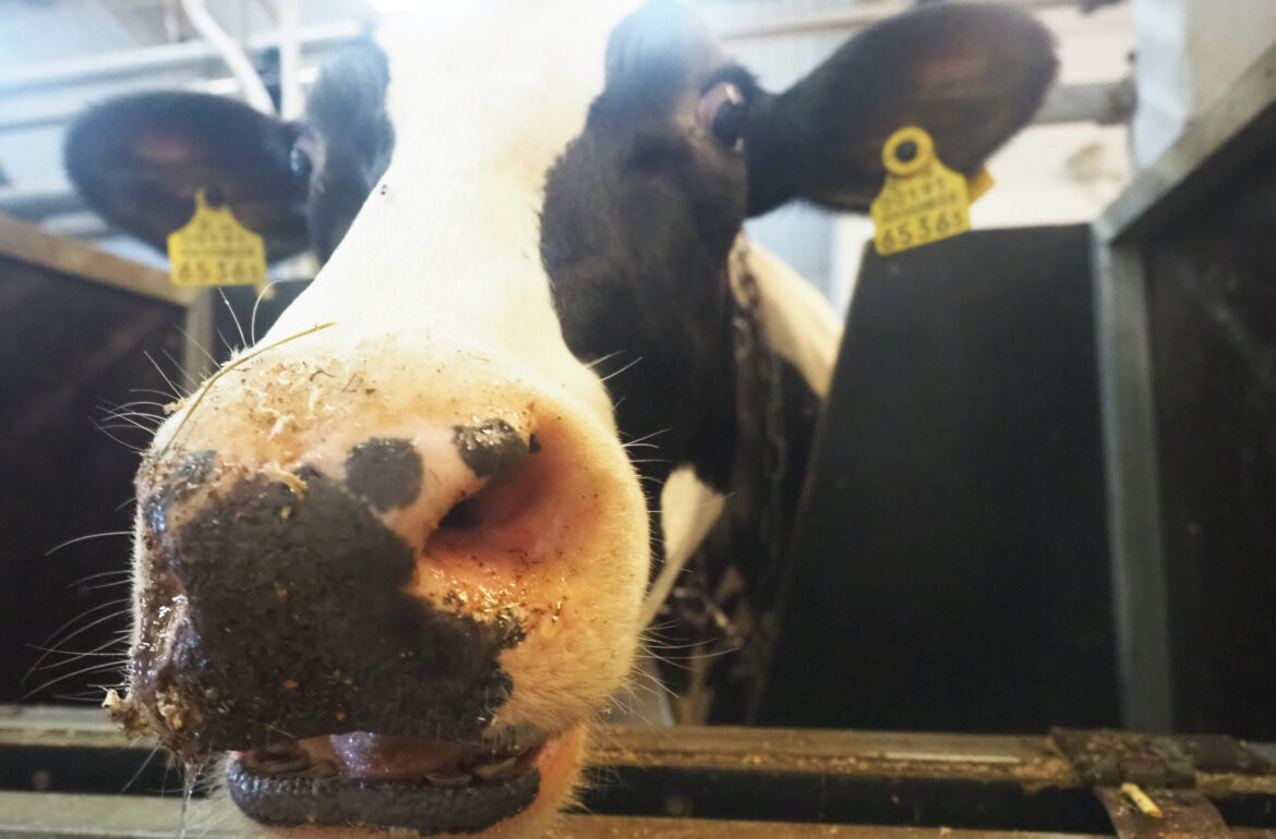 Sanna, one of many cows who help to produce the anti-SARS-CoV-2 antibody nasal spray at the farm of Estonian University of Life Sciences. Photo credit: Marian Männi