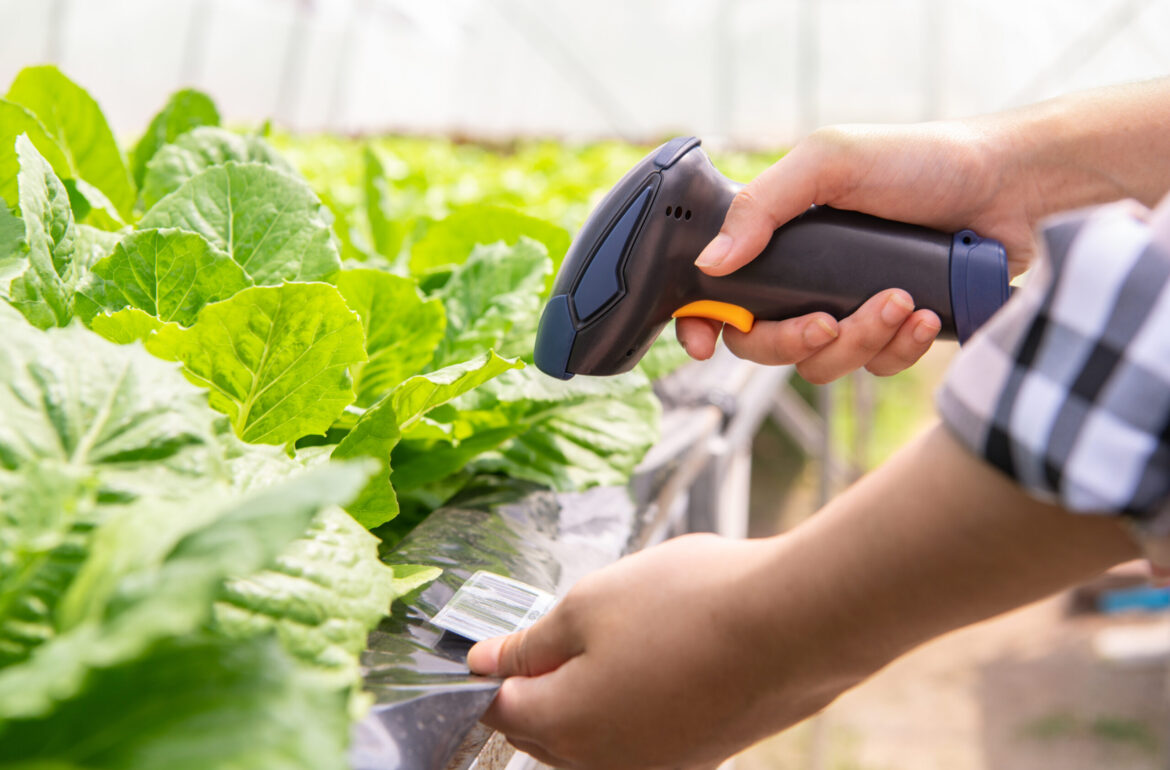 A farmer scanning the barcode to identify the organic vegetables. Photo credit: iStock