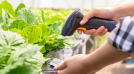 A farmer scanning the barcode to identify the organic vegetables. Photo credit: iStock