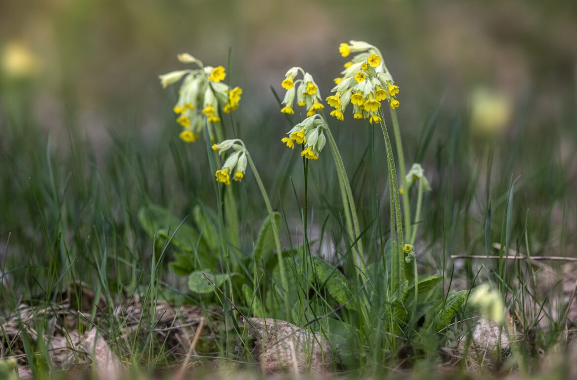 Genetic studies on the cowslip suggests that this common plant may go extinct in the future. Photo credit: Erik Karits/Pixabay
