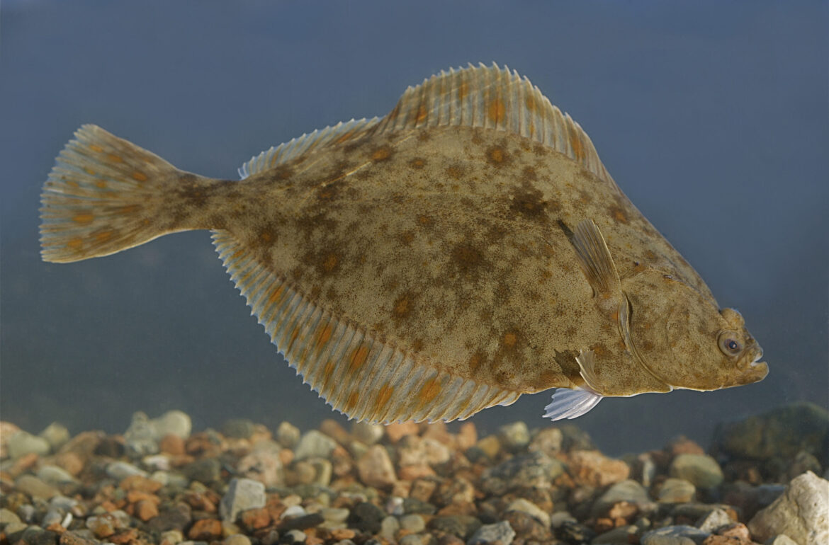 Vääna-Jõesuu flounder.Vääna-Jõesuu flounder. Source: Tiit Hunt/CC BY-SA 3.0