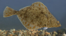Vääna-Jõesuu flounder.Vääna-Jõesuu flounder. Source: Tiit Hunt/CC BY-SA 3.0