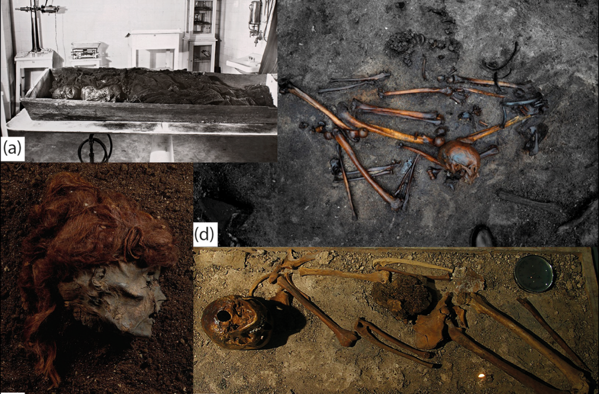 a) Example of a bog mummy (Rabivere, Estonia); b) the severed head of a bog mummy (Stidsholt, Denmark); c) bog skeleton (Luttra, Sweden); and d) disarticulated skeletal remains (Alken Enge, Denmark). Source: Estonian National Museum (a); Nationalmuseet Copenhagen (b); Jan Kask (c); Peter Jensen (d)).